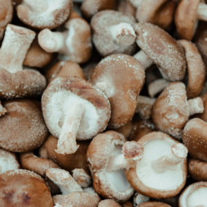 Shiitake grybai
